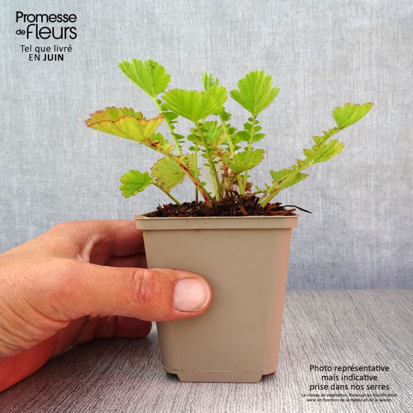Exemplar von Geum chiloense Dolly North - Chilenische Nelkenwurz Kleine Töpfe von 8/9 cm wie im Sommer geliefert
