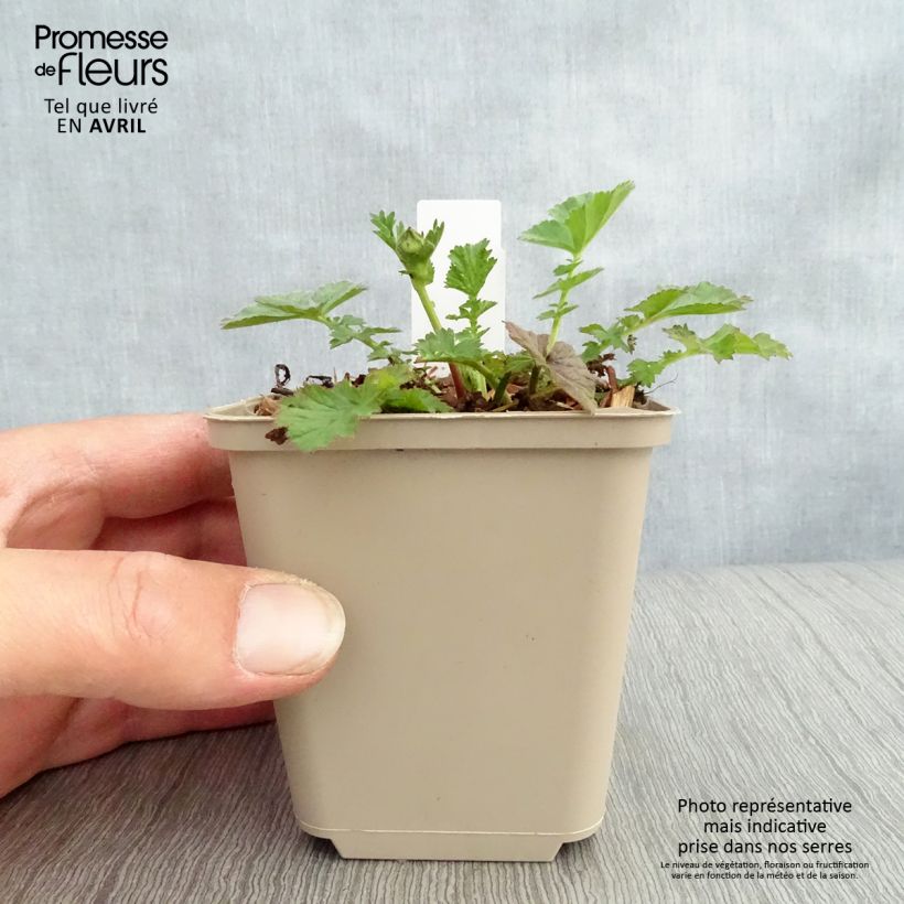 Exemplar von Geum chiloense Dolly North - Chilenische Nelkenwurz Kleine Töpfe von 8/9 cm wie im Frühjahr geliefert