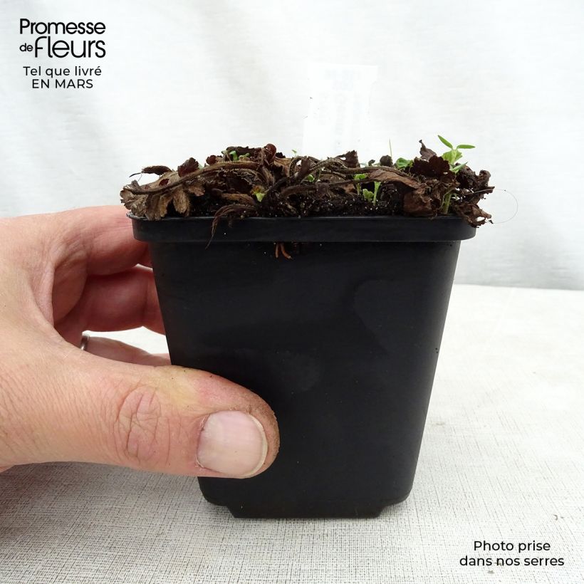 Exemplar von Geum rivale Album - Bach-Nelkenwurz Kleine Töpfe von 8/9 cm wie im Frühjahr geliefert