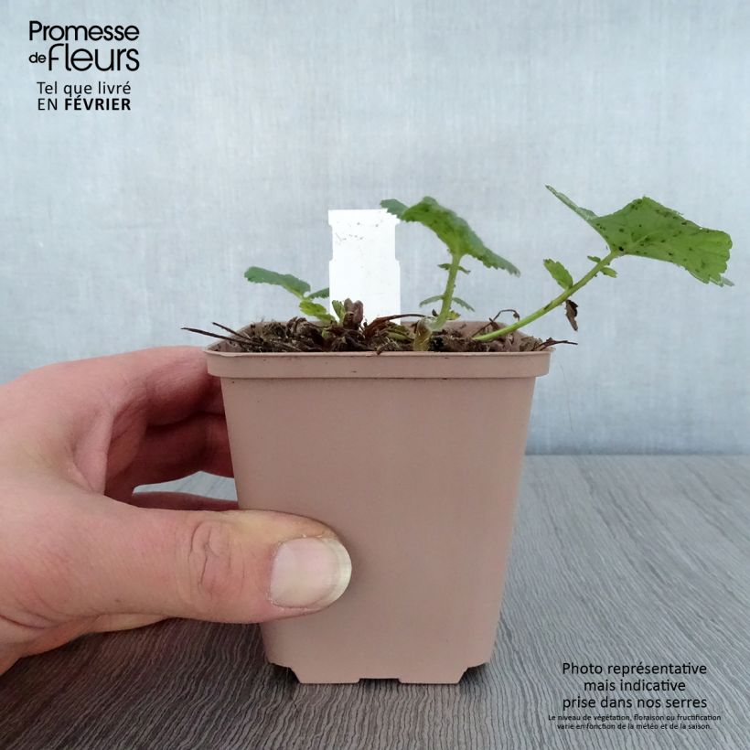 Exemplar von Geum rivale Album - Bach-Nelkenwurz Kleine Töpfe von 8/9 cm wie im Winter geliefert