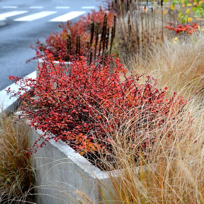 Berberis thunbergii Orange Ice (Hafen)