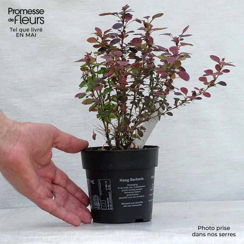 Exemplar von Berberis thunbergii Atropurpurea Kleine Töpfe von 8/9 cm wie im Frühjahr geliefert