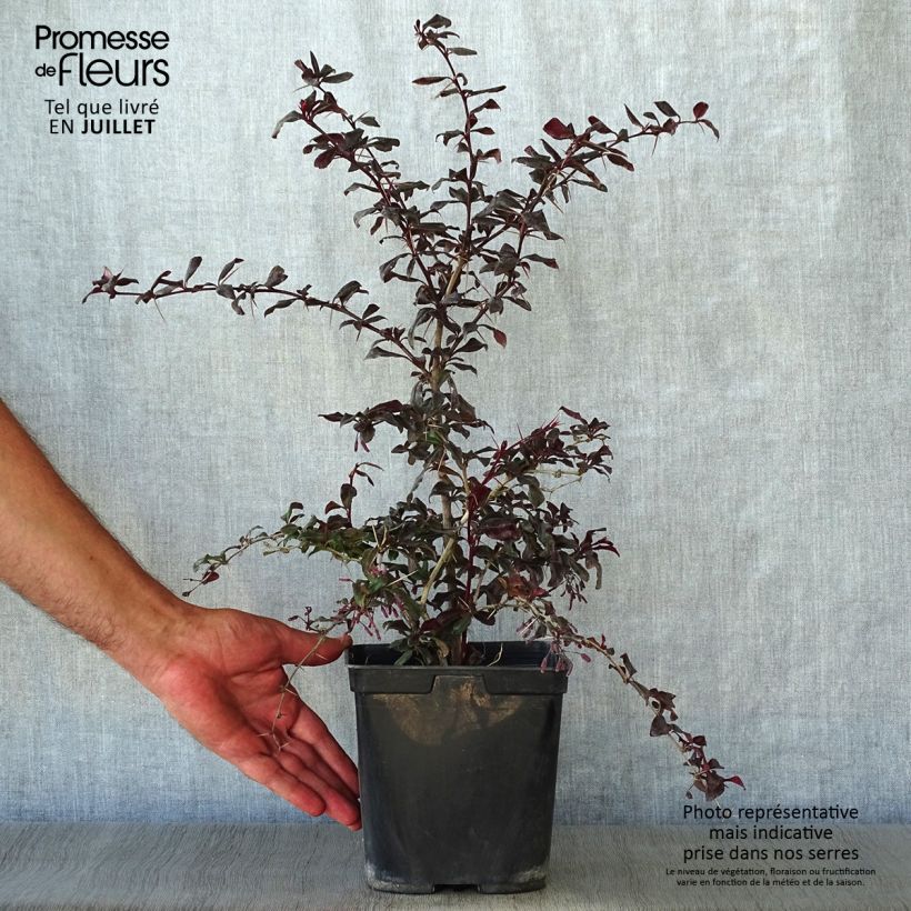 Exemplar von Berberis thunbergii Thunderbolt Topf mit 2L/3L wie im Sommer geliefert