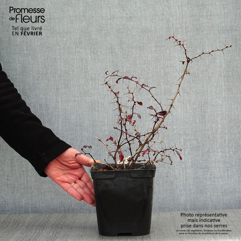 Exemplar von Berberis thunbergii Thunderbolt Topf mit 2L/3L wie im Winter geliefert
