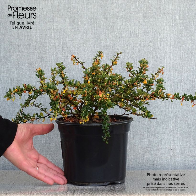 Exemplar von Berberis darwinii Compacta - Darwins Berberitze Topf mit 3L/4L wie im Frühjahr geliefert