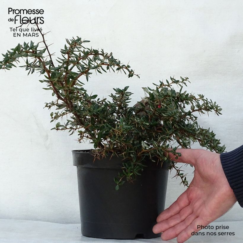 Exemplar von Berberis Chenaultii - Berberitze Topf mit 2L/3L wie im Frühjahr geliefert