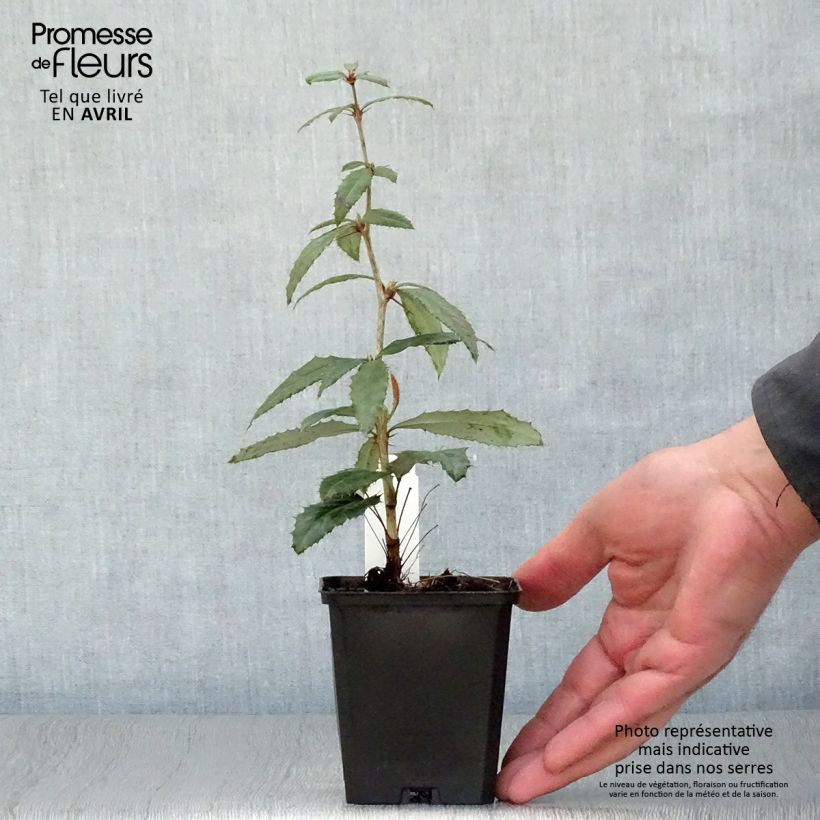 Exemplar von Berberis julianae - Julianes Berberitze Kleine Töpfe von 8/9 cm wie im Frühjahr geliefert