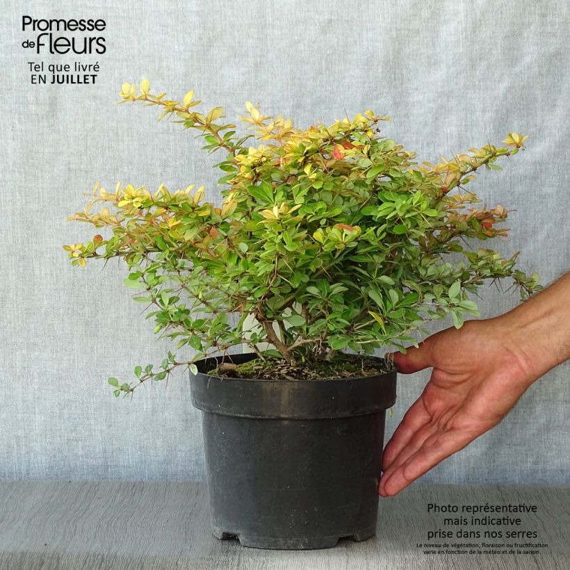 Exemplar von Berberis media Dual Jewel - Berberitze Topf mit 2L/3L wie im Sommer geliefert