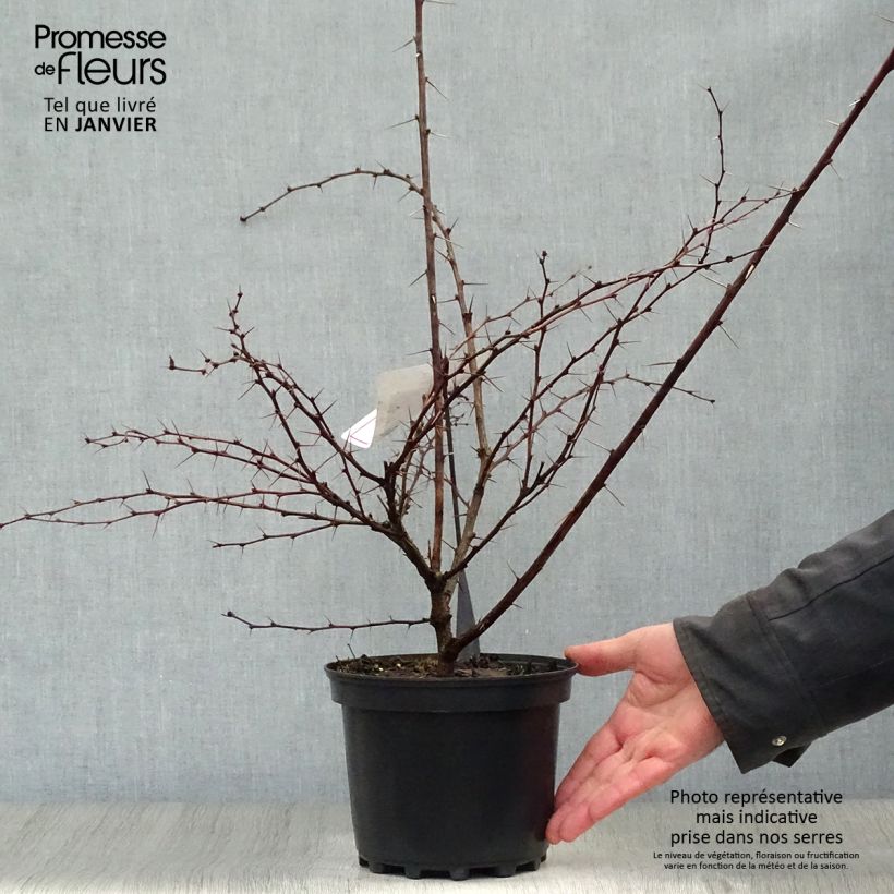 Exemplar von Berberis ottawensis Auricoma - Berberitze Topf mit 3L/4L wie im Winter geliefert