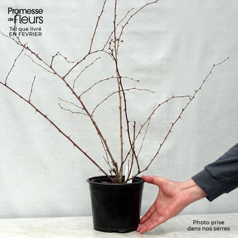 Exemplar von Berberis ottawensis Superba - Berberitze Topf mit 3L/4L wie im Winter geliefert