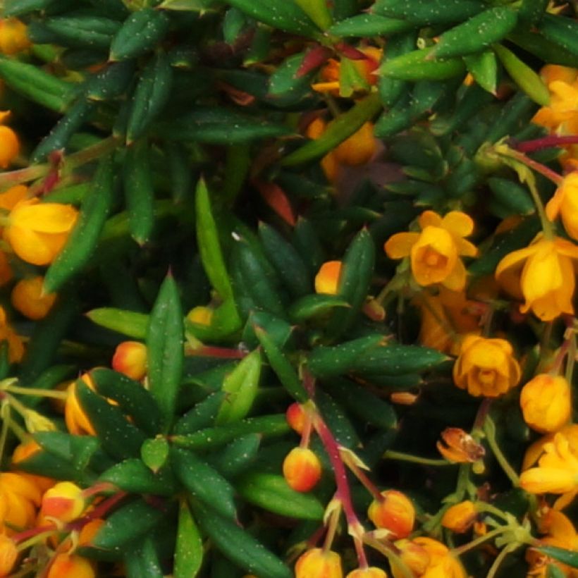 Berberis stenophylla Corallina Compacta - Schmalblättrige Berberitze (Laub)