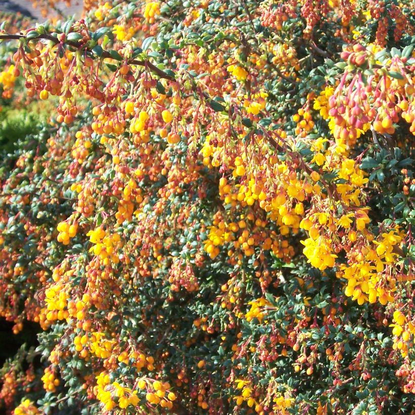 Berberis stenophylla Corallina Compacta - Schmalblättrige Berberitze (Hafen)