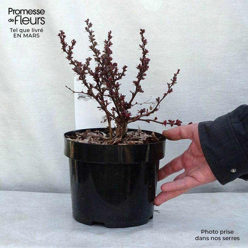 Exemplar von Berberis thunbergii Atropurpurea Nana Topf mit 2L/3L wie im Winter geliefert