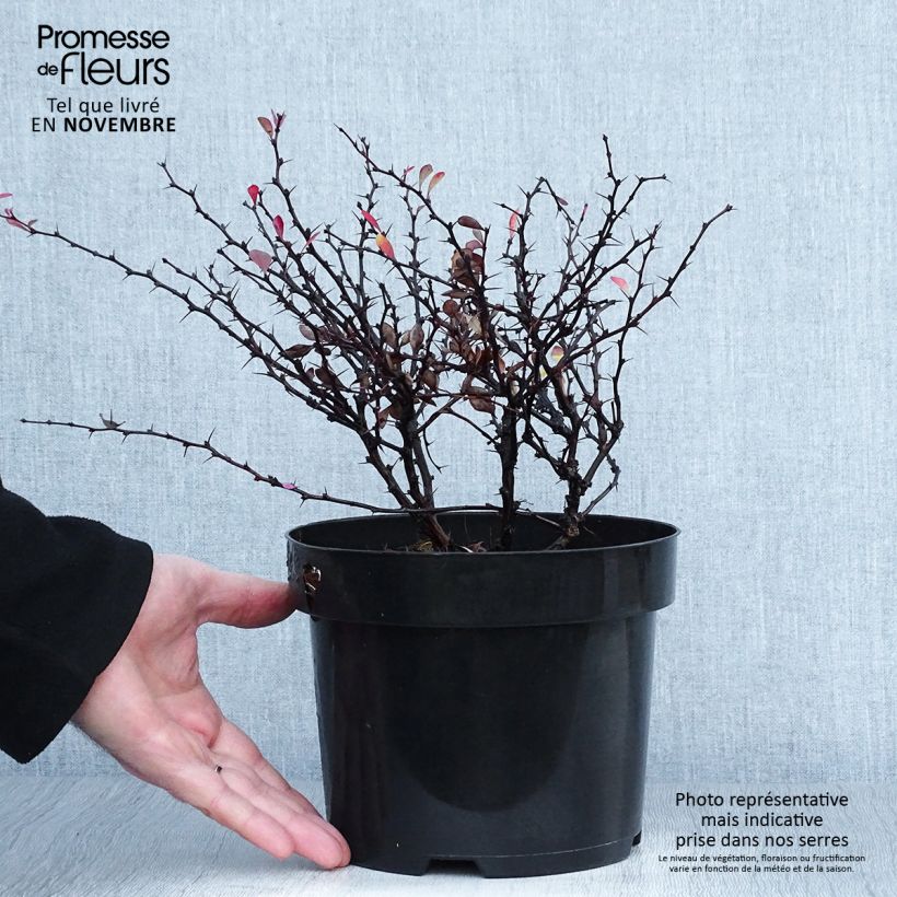 Exemplar von Berberis thunbergii Atropurpurea Nana Topf mit 2L/3L wie im Herbst geliefert