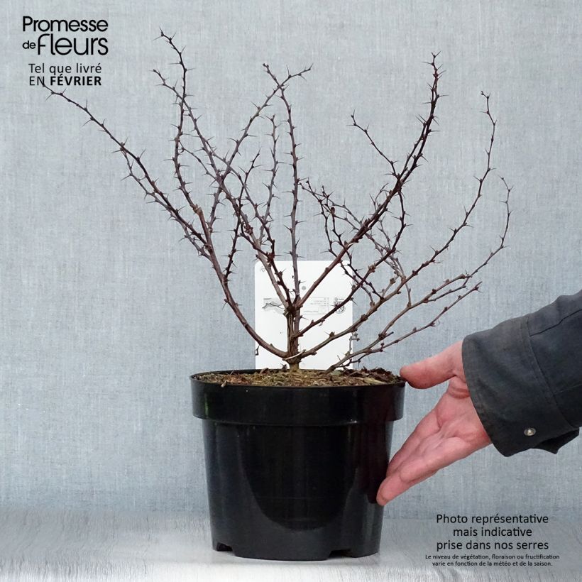 Exemplar von Berberis thunbergii Dart's Red Lady Topf mit 2L/3L wie im Winter geliefert