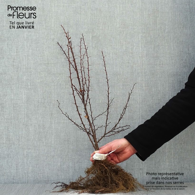 Exemplar von Berberis thunbergii Wurzelnackt wie im Winter geliefert