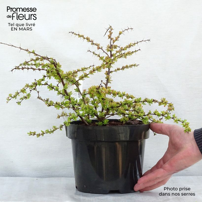 Exemplar von Berberis thunbergii Golden Carpet Topf mit 3L/4L wie im Frühjahr geliefert