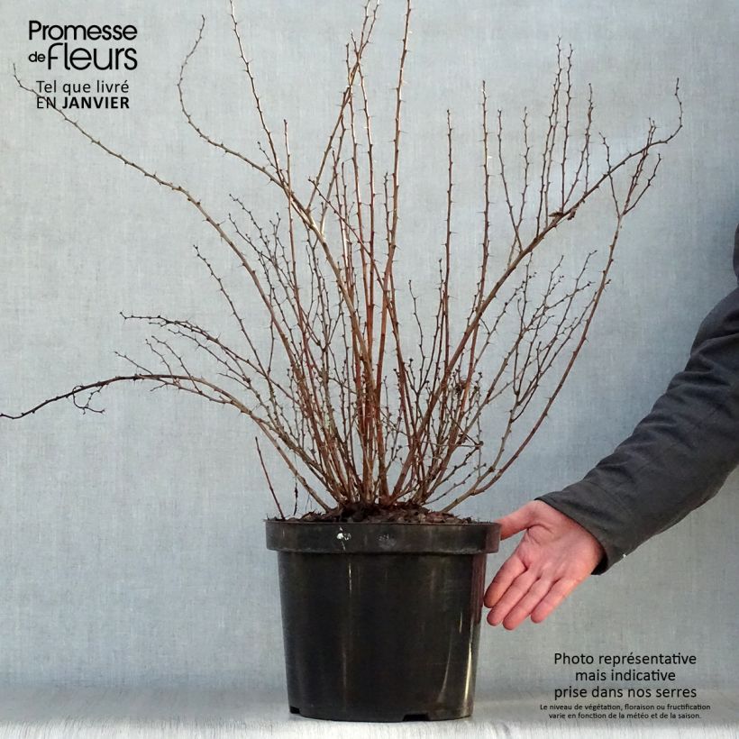 Exemplar von Berberis thunbergii Golden Rocket Topf mit 7,5L/10L wie im Winter geliefert