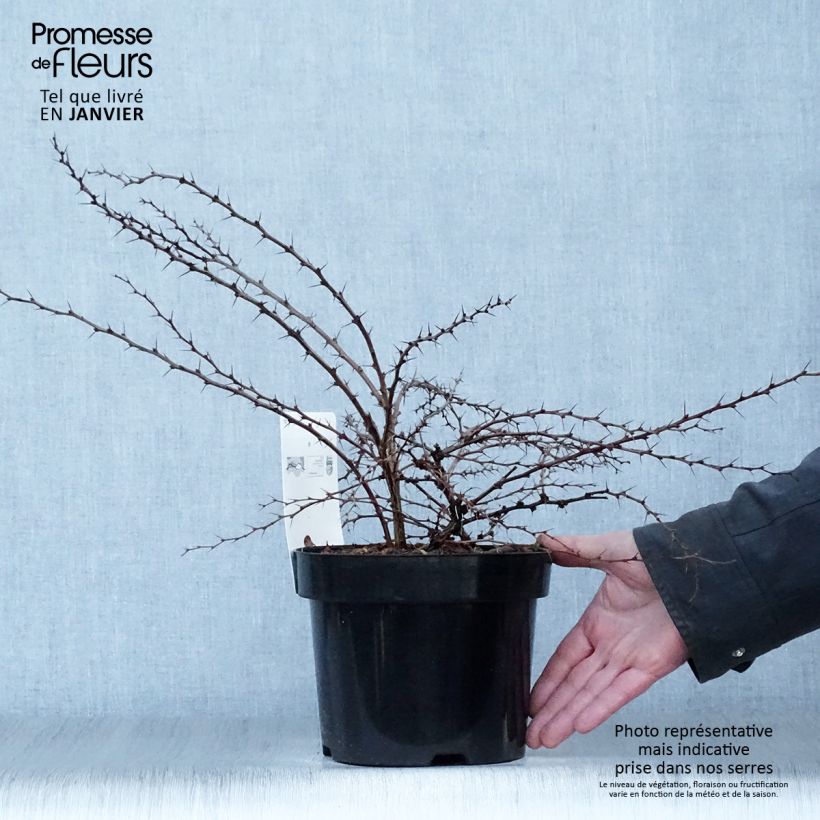 Exemplar von Berberis thunbergii Green Carpet Topf mit 3L/4L wie im Winter geliefert