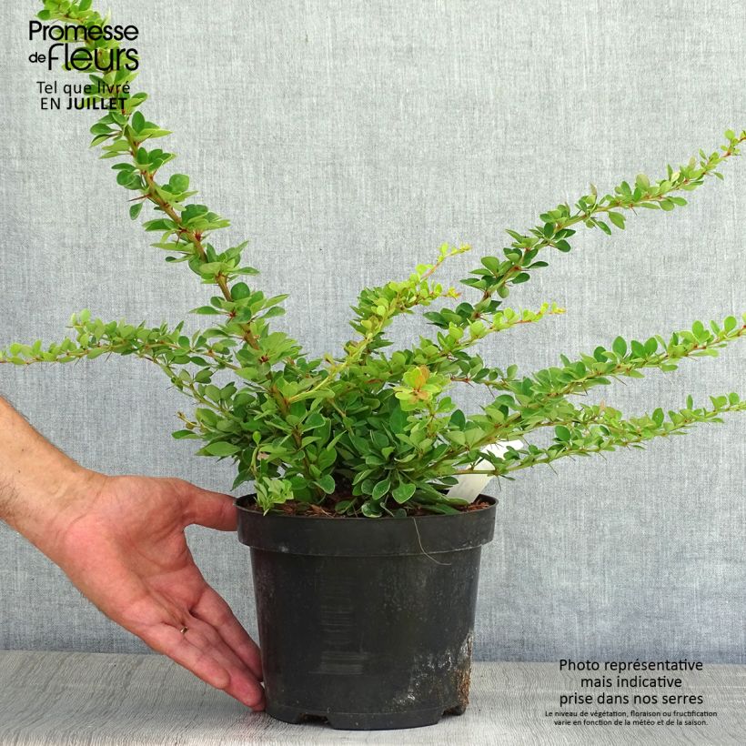 Exemplar von Berberis thunbergii Green Carpet Topf mit 3L/4L wie im Sommer geliefert