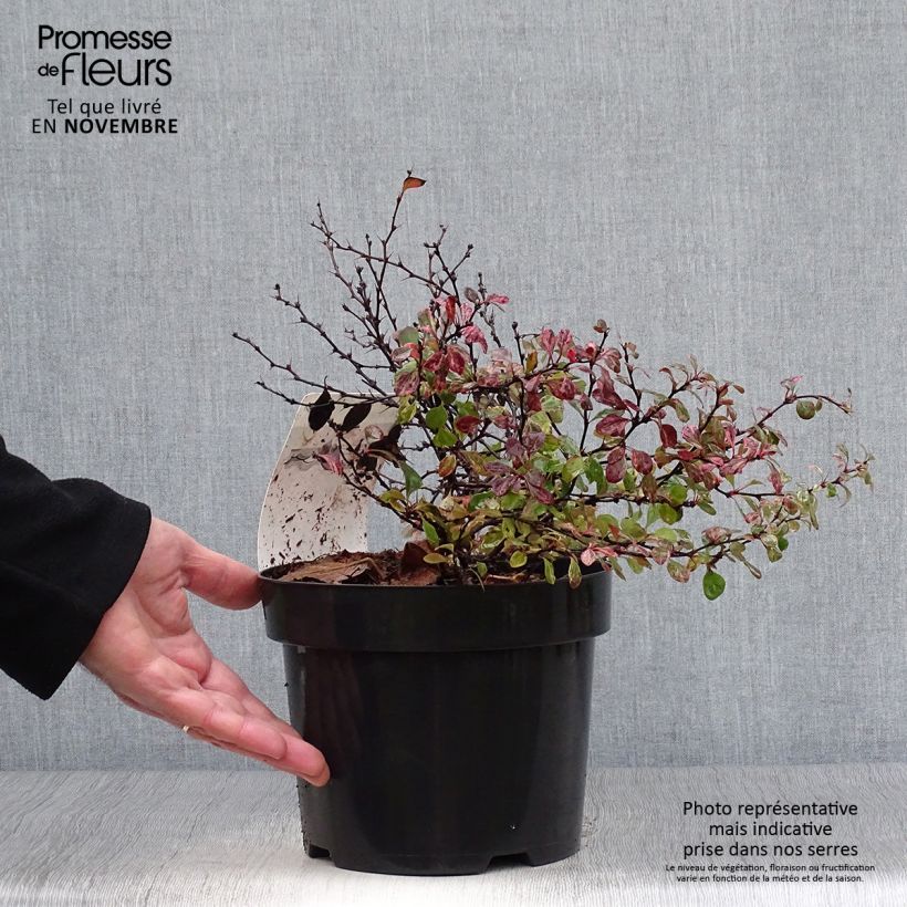 Exemplar von Berberis thunbergii Inspiration Topf mit 2L/3L wie im Herbst geliefert