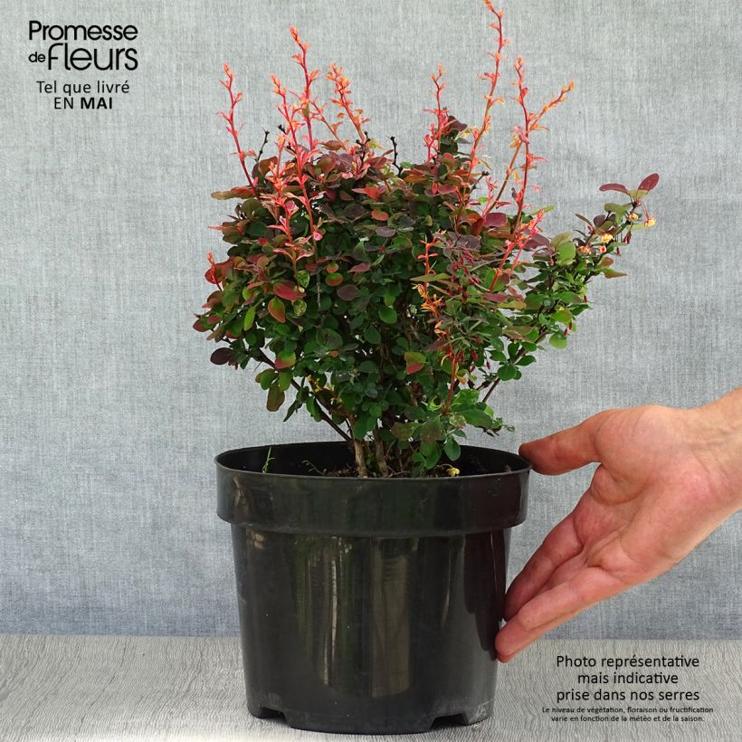 Exemplar von Berberis thunbergii Inspiration Topf mit 2L/3L wie im Frühjahr geliefert