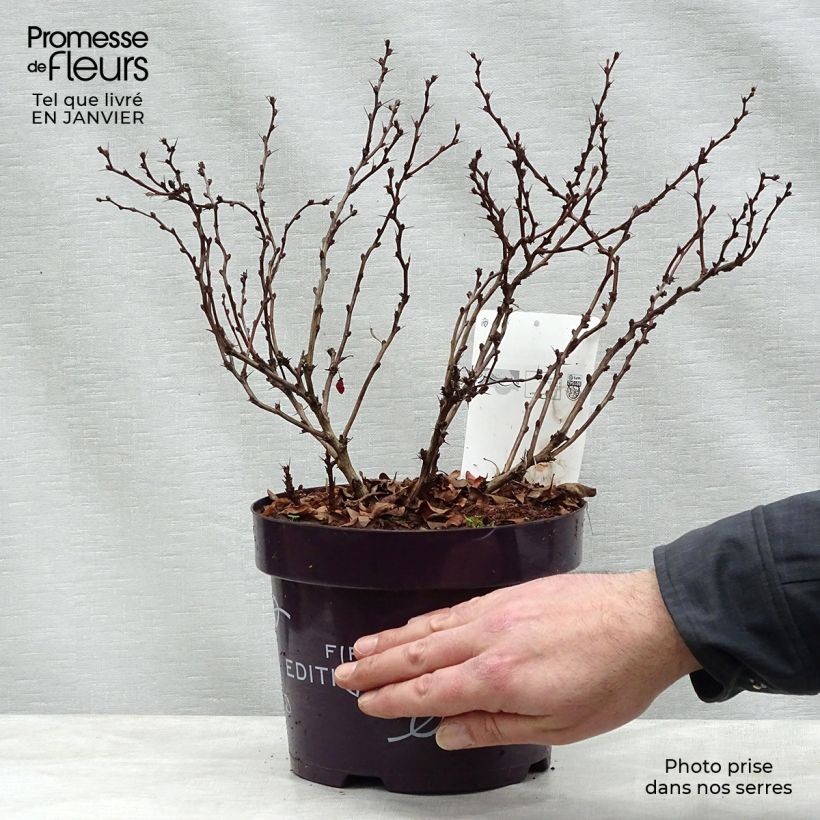 Exemplar von Berberis thunbergii Limoncello Topf mit 3L/4L wie im Winter geliefert