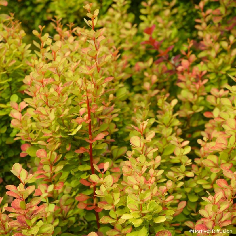 Berberis thunbergii Orange Torch (Laub)