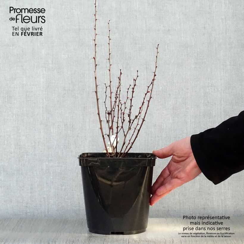 Exemplar von Berberis thunbergii Orange Rocket Topf mit 3L/4L wie im Winter geliefert