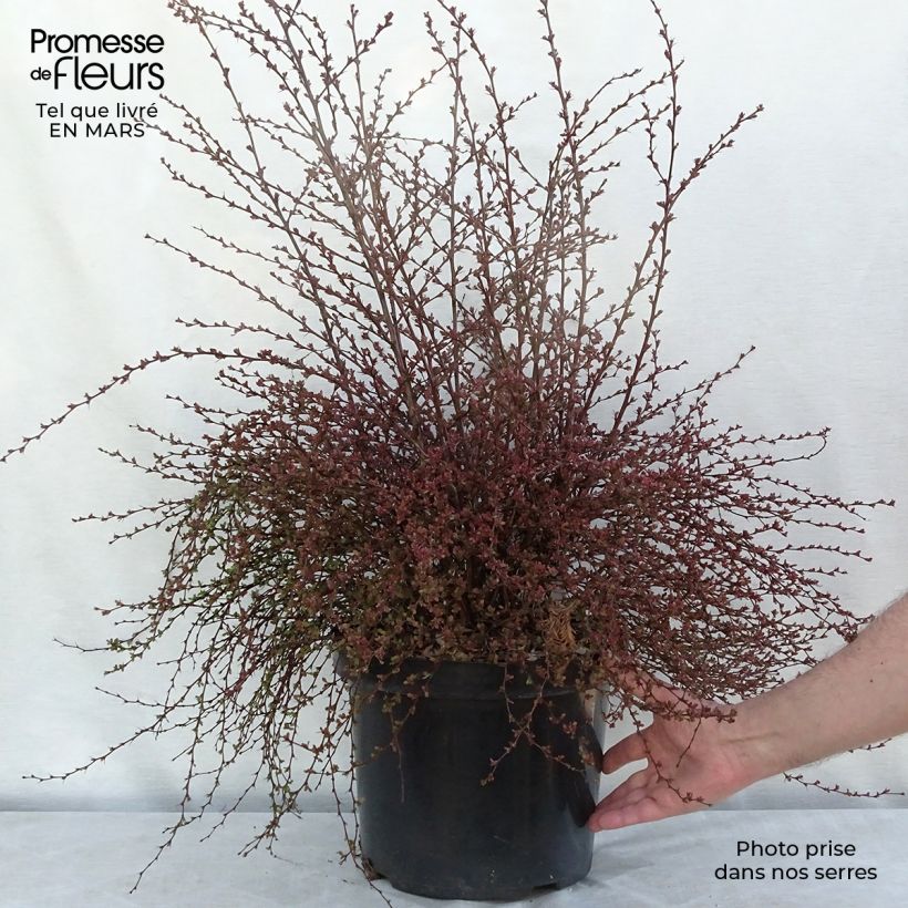 Exemplar von Berberis thunbergii Red Dream Topf mit 7,5L/10L wie im Winter geliefert