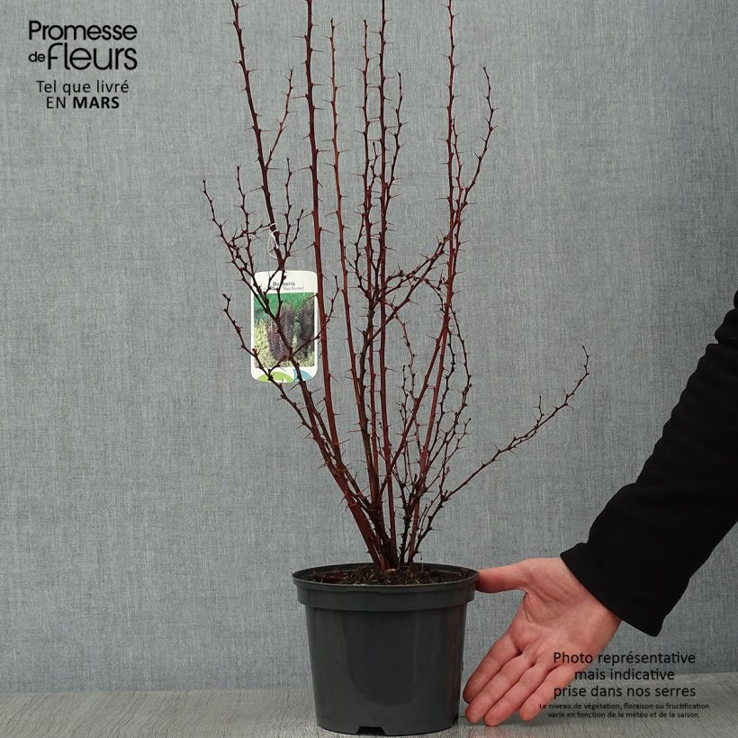 Exemplar von Berberis thunbergii Red Rocket Topf mit 2L/3L wie im Winter geliefert