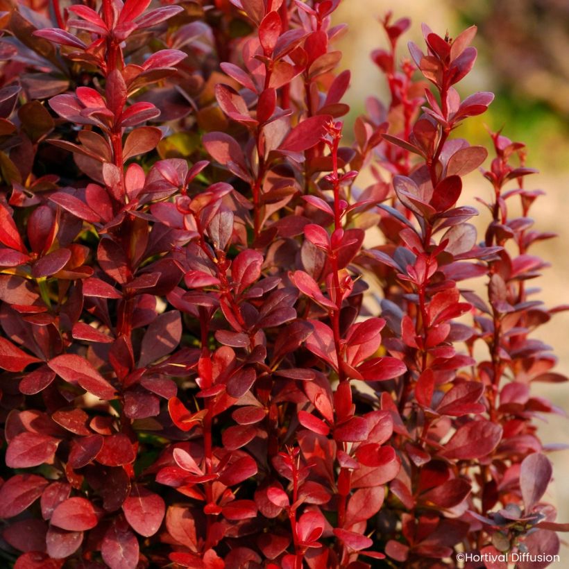 Berberis thunbergii Red Torch (Laub)