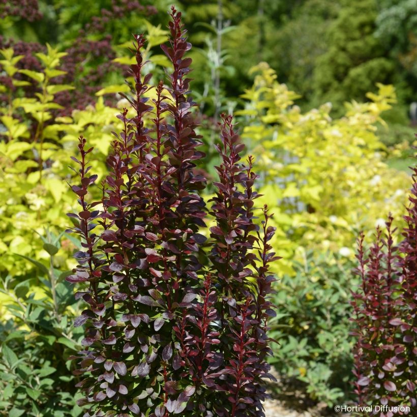 Berberis thunbergii Red Torch (Wuchs)