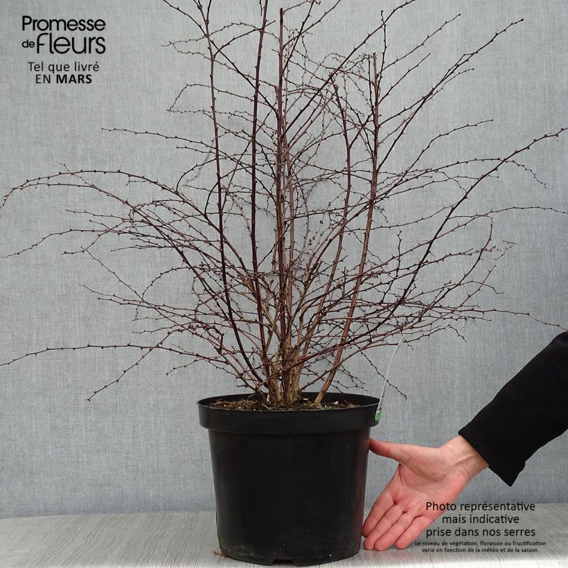 Exemplar von Berberis thunbergii Rosy Glow Topf mit 7,5L/10L wie im Winter geliefert