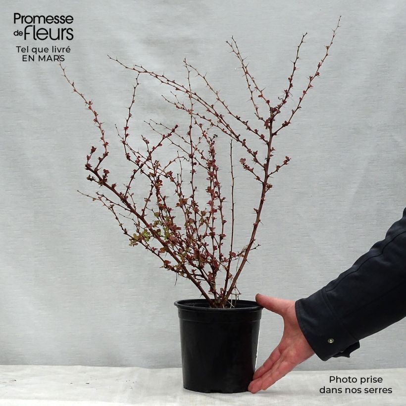 Exemplar von Berberis thunbergii Rosy Glow Topf mit 2L/3L wie im Frühjahr geliefert