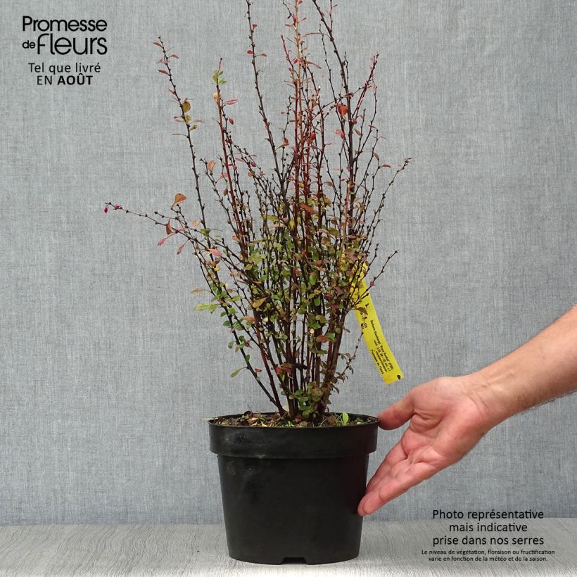 Exemplar von Berberis thunbergii Rosy Rocket Topf mit 2L/3L wie im Sommer geliefert