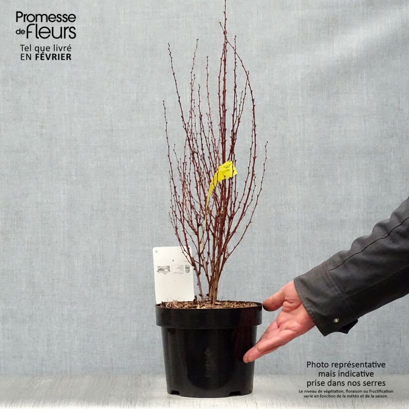 Exemplar von Berberis thunbergii Rosy Rocket Topf mit 2L/3L wie im Winter geliefert