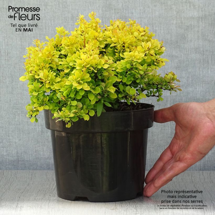 Exemplar von Berberis thunbergii Tiny Gold Topf mit 2L/3L wie im Frühjahr geliefert