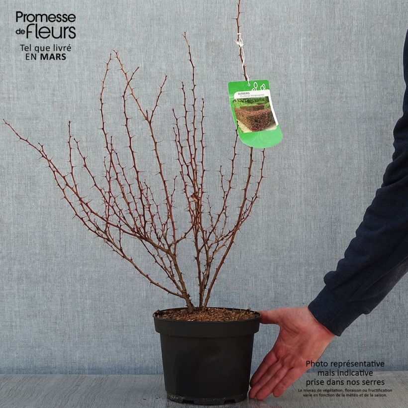 Exemplar von Berberis thunbergii Atropurpurea Topf mit 2L/3L wie im Winter geliefert