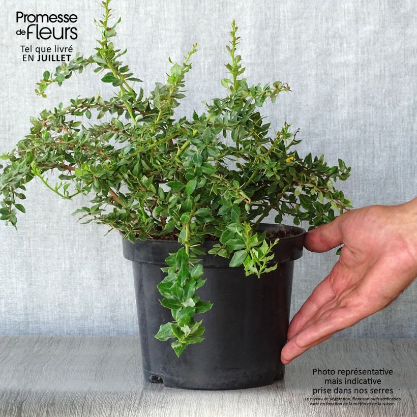 Exemplar von Berberis verrucosa - Warzen-Berberitze Topf mit 2L/3L wie im Sommer geliefert