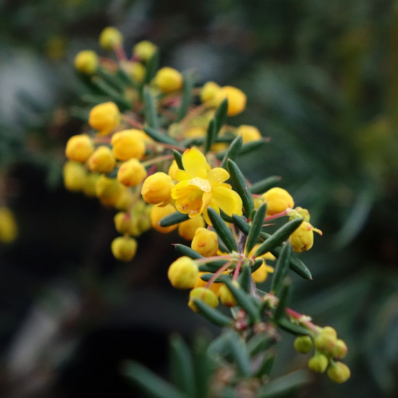 Berberis stenophylla - Schmalblättrige Berberitze (Blüte)