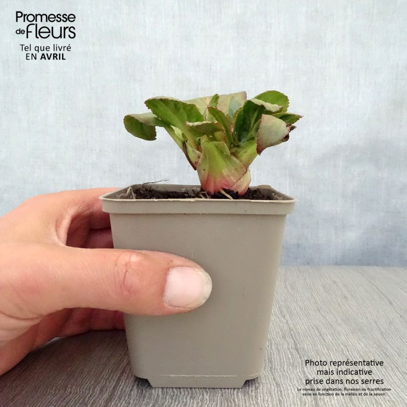 Exemplar von Bergenia Bach - Bergenie Kleine Töpfe von 8/9 cm wie im Frühjahr geliefert