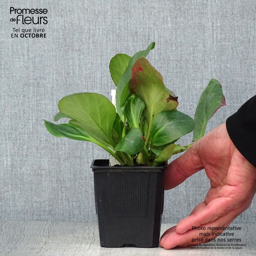 Exemplar von Bergenia Bartok - Bergenie Kleine Töpfe von 8/9 cm wie im Herbst geliefert