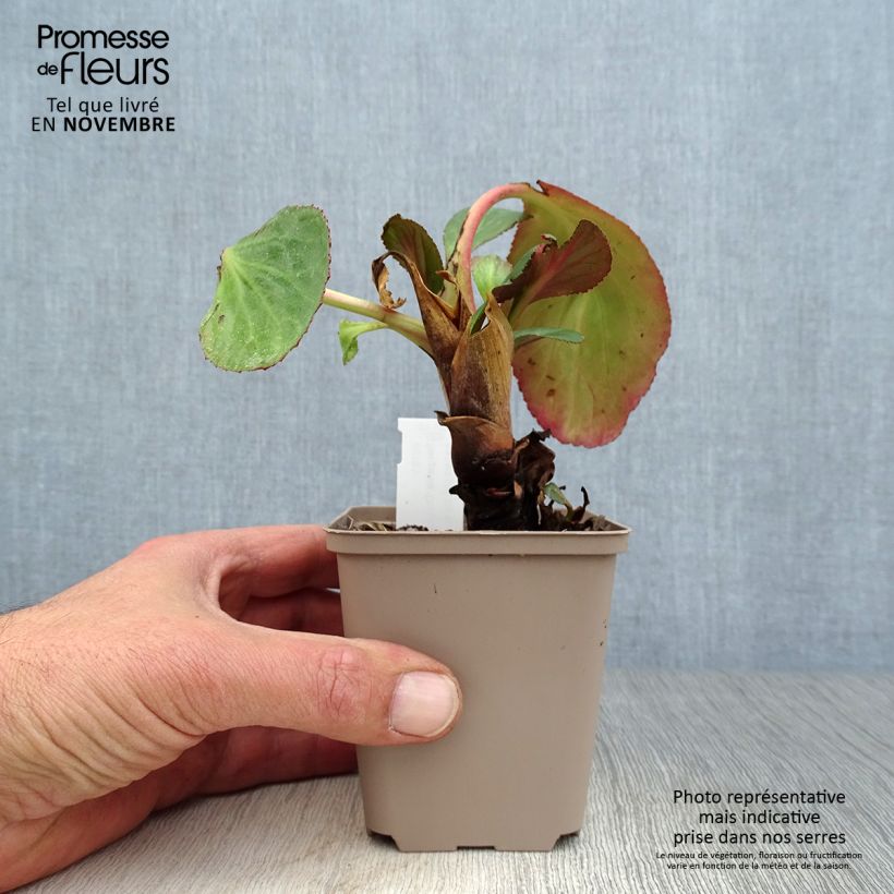 Exemplar von Bergenia cordifolia Dragonfly Sakura - Bergenie Kleine Töpfe von 8/9 cm wie im Herbst geliefert
