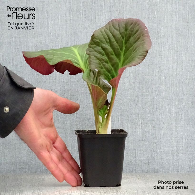 Exemplar von Bergenia Eden's Dark Magic - Bergenie Kleine Töpfe von 8/9 cm wie im Winter geliefert