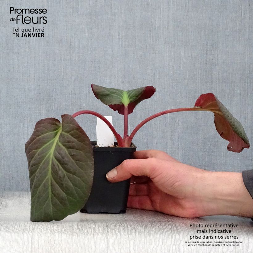 Exemplar von Bergenia Eden's Magic Giant - Bergenie Kleine Töpfe von 8/9 cm wie im Winter geliefert