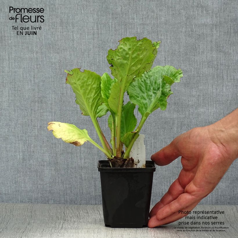 Exemplar von Bergenia Eden's Dark Magic - Bergenie Kleine Töpfe von 8/9 cm wie im Sommer geliefert