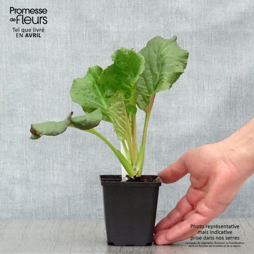 Exemplar von Bergenia Eden's Dark Magic - Bergenie Kleine Töpfe von 8/9 cm wie im Frühjahr geliefert