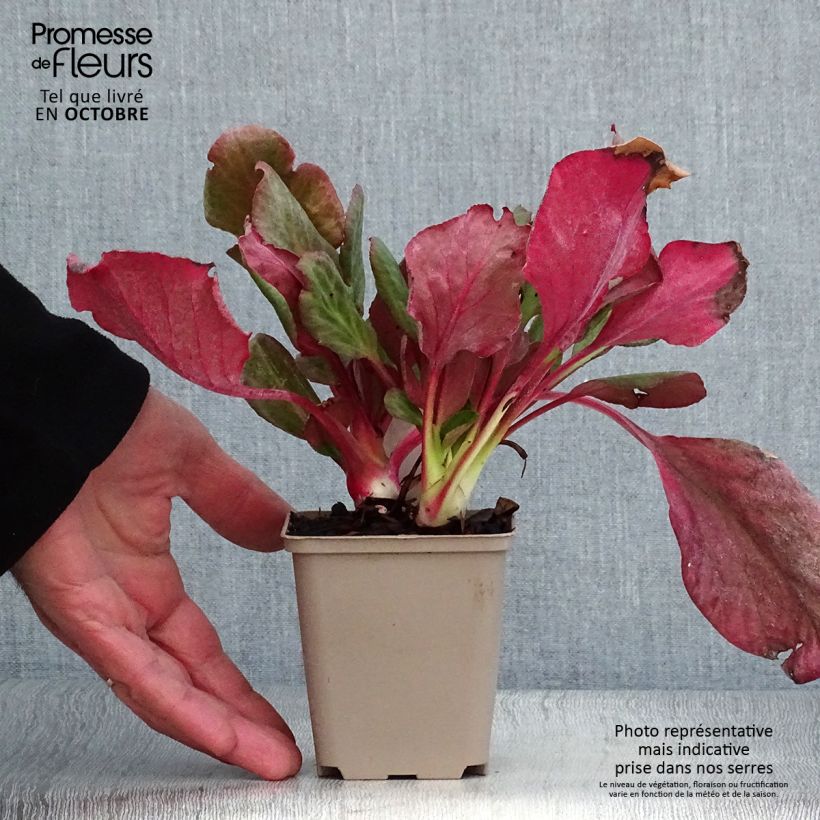 Exemplar von Bergenia Eden's Magic Giant - Bergenie Kleine Töpfe von 8/9 cm wie im Herbst geliefert