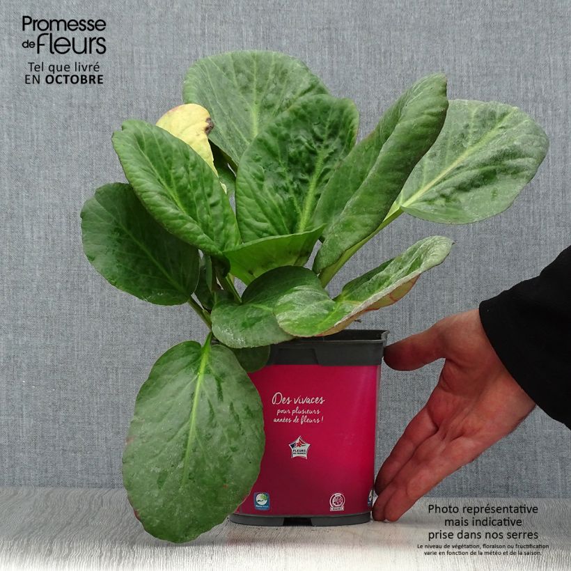 Exemplar von Bergenia Abendglut - Bergenie Topf mit 2L/3L wie im Herbst geliefert